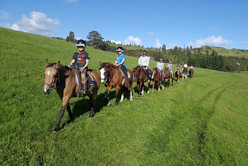 Horses Horse Trek'N Taranaki